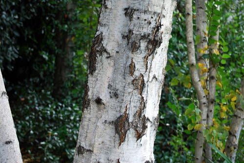 Miniatura 8 de 100 semillas de abedul blanco japonés Betula Platyphylla Japonica por Seedville