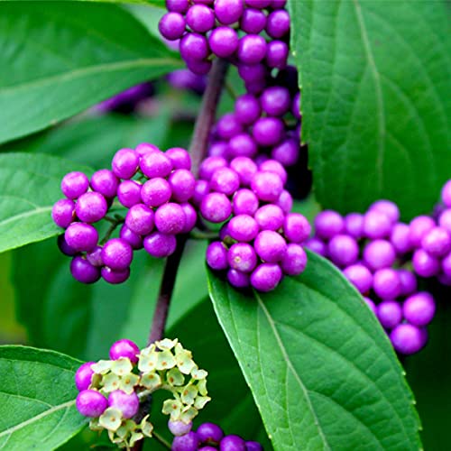 3 Callicarpa Bodinieri Giraldii Profusion/Beautyberry in 9cm Pots, Purple Berries 3fatpigs®