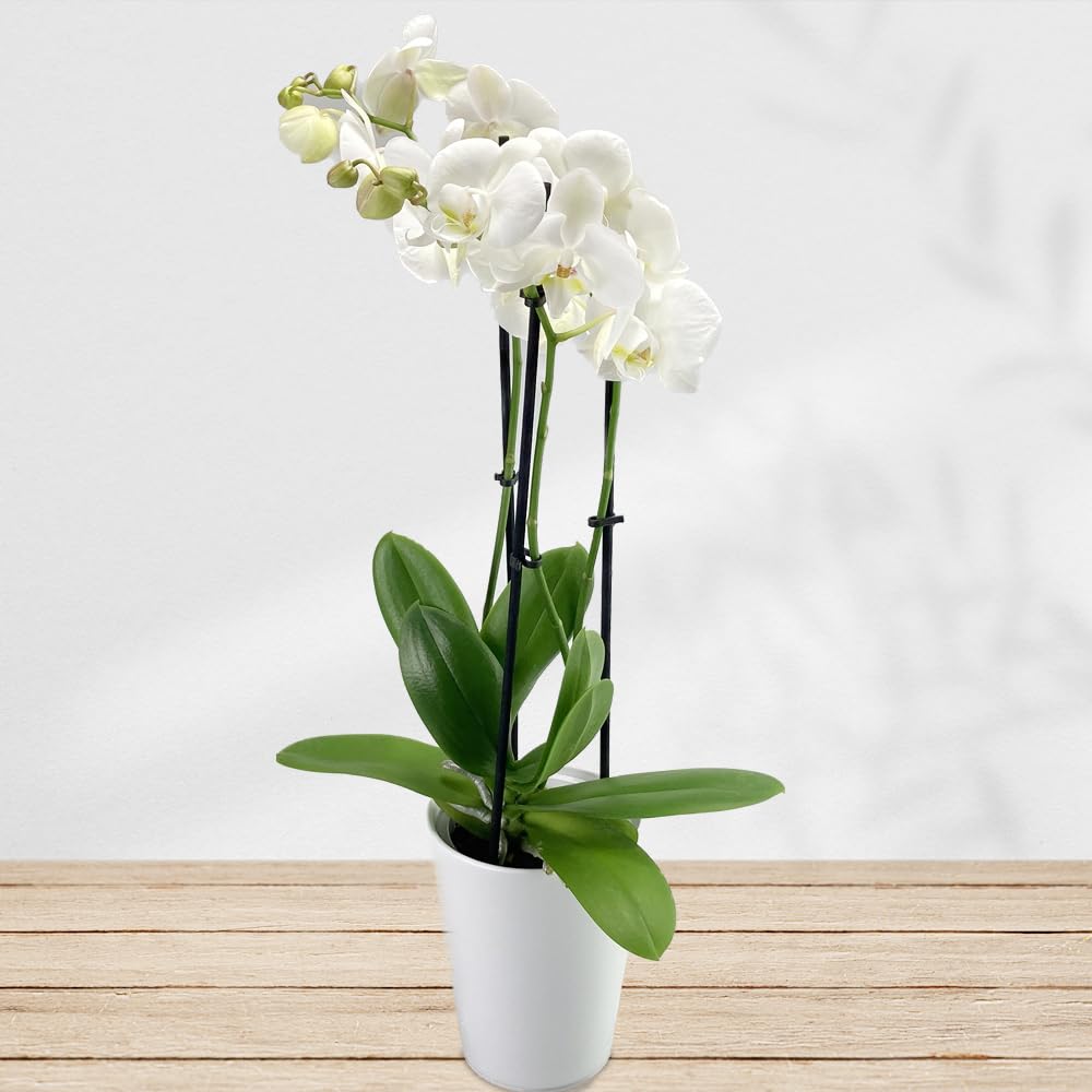 saatgut shopping BIO-Saatgut-Set "Gartengemse"