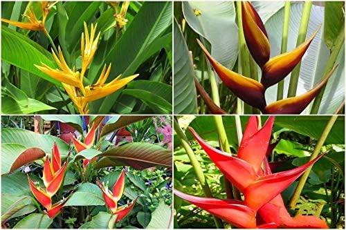 FernsFly® IMP. Heloconia | Helicon | Helicons Flower Bulbs Home Outdoor Flowering Gardening Bulbs Blooming planting (Pack of 1 Multi Mix)
