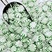 Starlight Spearmint Candy - 1 Pound Bulk (Approx 85 Pieces) Individually Wrapped - Refreshing Green & White Spearmint Hard Candy Discs
