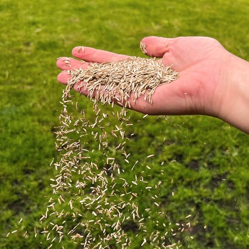 Rural Supplies Premium Grass Seed Mix 1Kg - Hardy, Fast-Growing, Covers Up To 50M2, Pet Safe, Perfect For Uk Climate - Thick, Hard-Wearing, Easy-To-Grow, Low Maintenance Lawn - 5