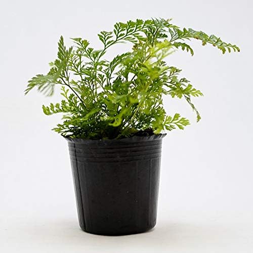 Amazon Co Jp コケのインテリア コケリウム テラリウム シダ植物 山野草 苔盆栽 苔玉 シノブ Diy 工具 ガーデン