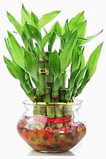 PHORE Two layer lucky bamboo plant with big glass pot and coloured jelly balls (Green) 17to19 sticks Price In India