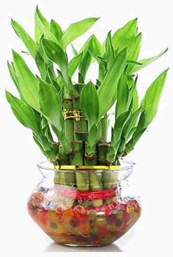 PHORE Two layer lucky bamboo plant with big glass pot and coloured jelly balls (Green) 17to19 sticks