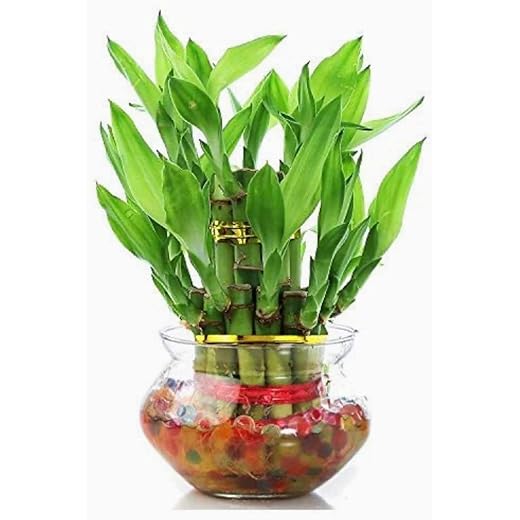 PHORE Two Layer Lucky Bamboo Plant 17-19 Sticks