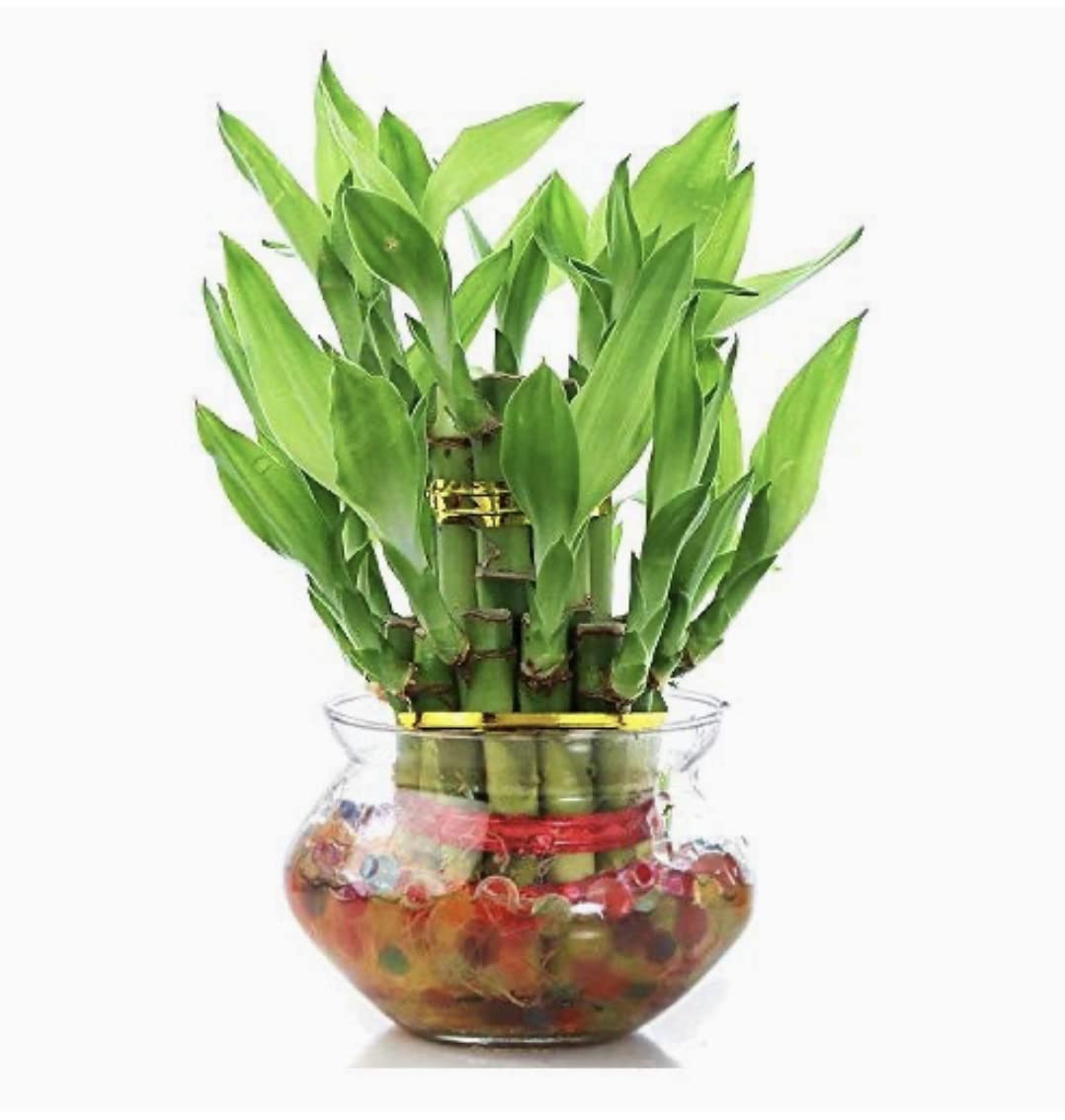 PHORE Two layer lucky bamboo plant with big glass pot and coloured jelly balls (Green) 17to19 sticks - Review, Price and Buying Guide