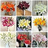 Semillas de lirio resistentes. de balcón jardín rocas resistentes en variedades antiguas interior semillas raras al aire libre cortadas decoración 35pcs