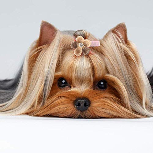 10Pcs Pet Hair Clips Cute Floral Shape Pet Hairpin Dog Cat Puppy Hair Headdress Pet Hair Grooming Accessories With Clips #TOP3
