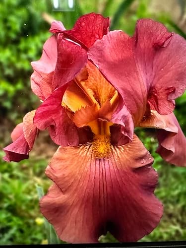 3 My Friend Johnathan Bearded Reblooming Iris - Iris Germanica Bareroot