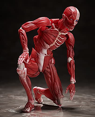 Freeing Human Anatomical Model Figma Action Figure, Multicolore - 7
