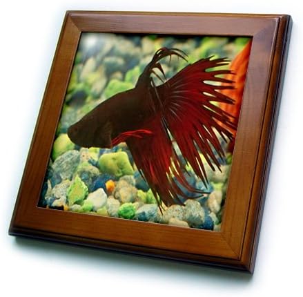 3dRose ft_14145_1 Betta Fish-Framed Tile, 8 by 8-Inch