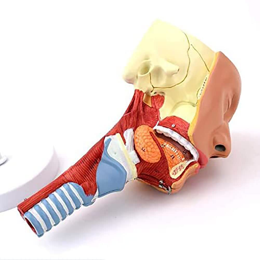 Anatomia Głowy Mięśnie Gardła, Gardła, Gardła, Usta, Nos, Mięśnie Języka Model Anatomiczny Narządy Medyczne Materiały Edukacyjne Model Szkieletu