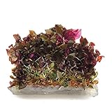 SubstrateSource Alternanthera reineckii 