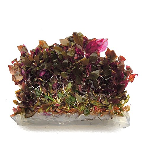 SubstrateSource Alternanthera reineckii Telanthera Cardinalis Roseafolia Live Aquarium Plant - Tissue Culture