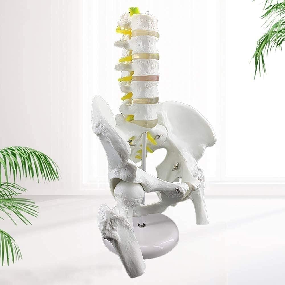 Model anatomii człowieka - narzędzie edukacyjne do nauczania szkieletu i