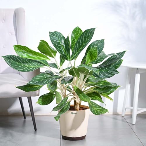 UGAOO Aglaonema Stripes Plant (XL)