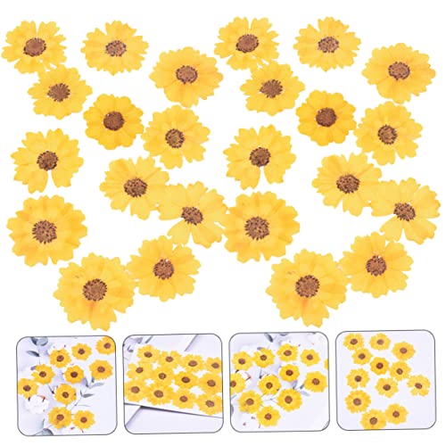 24 flores secas de margarita para manualidades miniatura 4