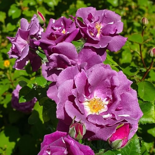 Carbeth Plants Rhapsody in Blue Rose Bush 14cm Pot - Award Winning Fragrant Purple Floribunda Rose - Repeat Flowering Shrub for Borders & Beds (1)