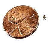 Josh's Frogs Pinhead Banded Crickets (1000 Count)