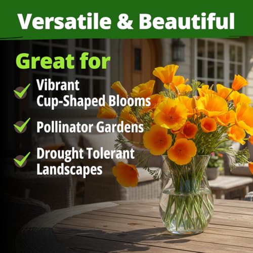 Image of HOME GROWN California Poppy Golden West Seeds, 6000 Spring Flower Seeds for Planting 2026, Perennial Poppy Seed for Planting Outdoors, Herb Seeds (Eschscholzia californica)