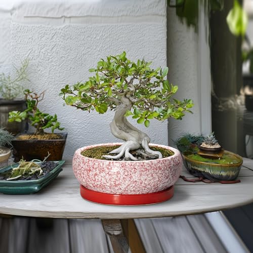 EPFamily Bonsai-Töpfe aus Keramik, 25,4 cm, mit Ablauflöchern und Untersetzern, Rot – Ansicht 3