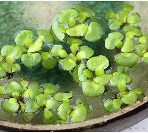 Amazon Co Jp 水草 ぷちホテイ草 無農薬 3株 金魚 メダカ Amazon Co Jp 水草 ぷちホテイ草 無農薬 3株 金魚 メダカ