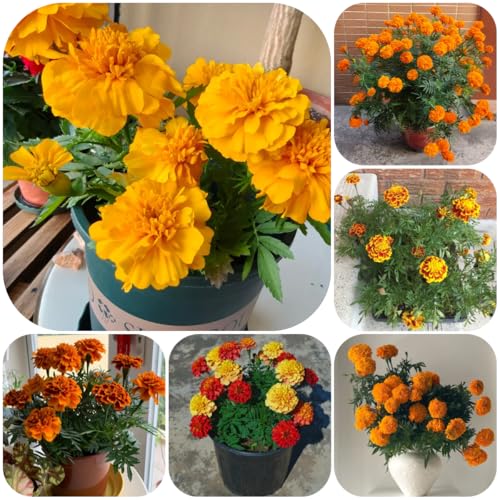 semillas de caléndula caléndula perenne resistente de perennes resistentes de sombra, balcón al aire libre 200pcs