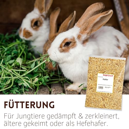 Supravit Hafer ganz 5kg | Frischer gelber Futterhafer natürlich & ungeschält für Pferd und Pony | staubfrei & riecht gut I Hafer Energie & Kraftfutter Pferd