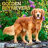 Golden Retrievers | 2026 12 x 24 Inch (Hanging) Monthly Square Wall Calendar | Foil Stamped Cover | Plastic-Free | BrownTrout | Animals Dog Breeds Retriever