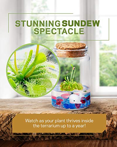 Bloomify Sundew Terrarium - 100% Self Sustaining Drosera Spatulata In Maintenance Free Glass Jar With Unique Terra Gel, Fast And Healthy Plant Growth For Kids And Adults #TOP5