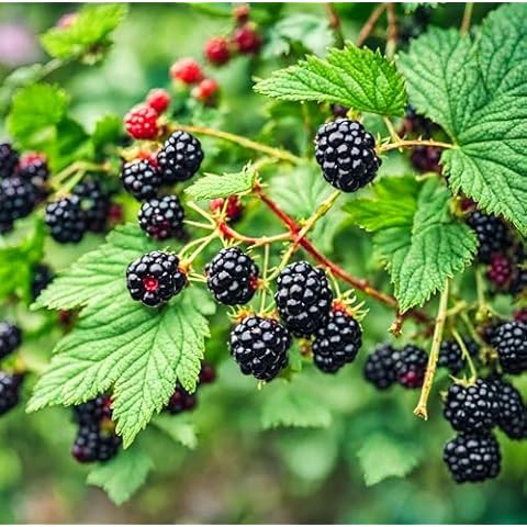Seeds Of Strength 5g BlackBerry Seed Pack Cover
