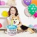 Ushang Pet Dog Birthday Cake Toy, Happy Birthday Cake Shaped Squeaky Dog Toys for Medium & Large Dogs Funny Dogs Gifts Plush Dog Party Toys, Large, Blue