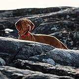 Zoom IMG-2 hurtta weekend warrior eco collare Zoom IMG-2 hurtta weekend warrior eco collare