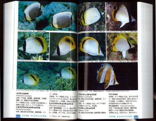 日本の海水魚 山溪ハンディ図鑑 吉野 雄輔 瀬能 宏 本 通販 Amazon 日本の海水魚 山溪ハンディ図鑑 吉野 雄輔 瀬能 宏 本 通販 Amazon