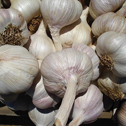 Live Seeds - Garlic Seeds Pack of 30 Cloves from 3 Bulbs - 'Picardy Wight' Garlic-Planting Now
