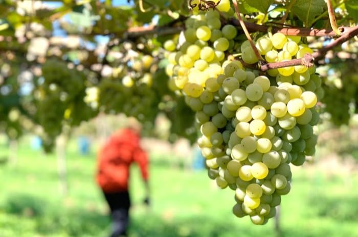 Amazon.co.jp: 長野県産葡萄ナイアガラ種使用ワインと国産ワイン2本