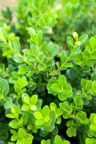 12 Best Low Maintenance Evergreen Shrubs for Front of House | UrbanOrganicYield.com Southern Living Baby Gem Boxwood (Hedge, Bush, Green Foliage) (Cant Ship TN), 2 Gallon