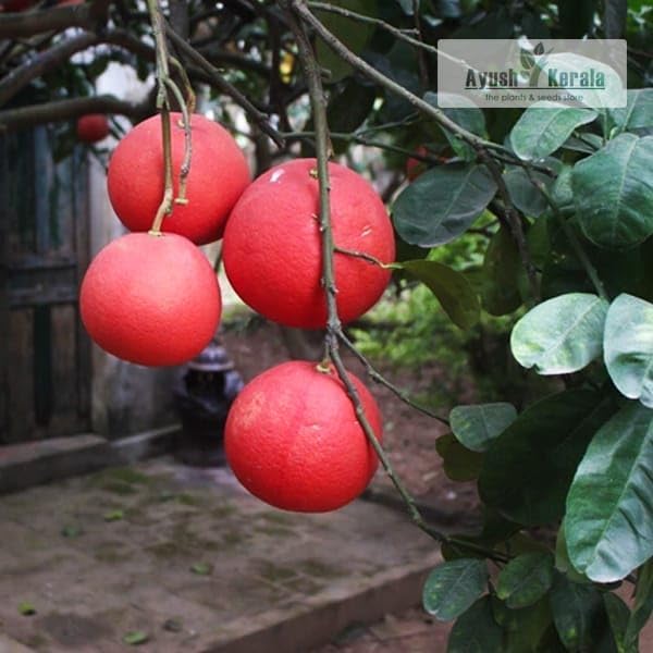 Image of All-Time12 Months Hybrid Grafted Guti Kolom Live Fruit Plant Original & Authentic Organic Tree for Outdoor Fast-Growing Fruit Plant Home Pack Of-1 (Red Batabi Fruit Plant, Medium)