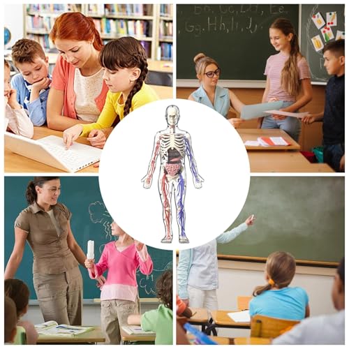 Modèle de squelette anatomique pour surmonter les blocages en sciences et anatomie - 7