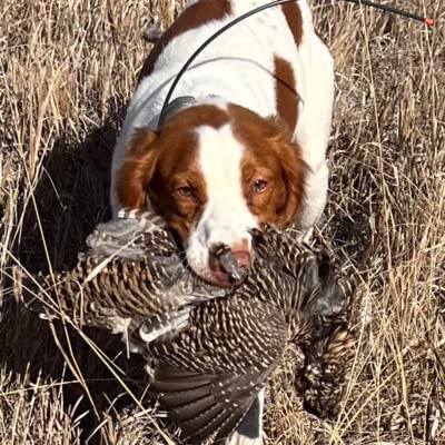 Prairie Chickens and Pheasant in South Dakota 2022