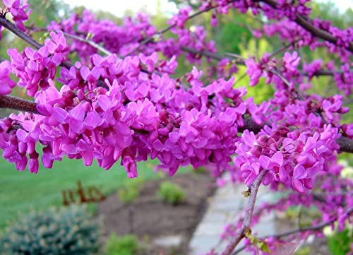 Chinese Redbud Tree Cercis Chinensis Bonsai Shrub 15 Seeds Non-Gmo #TOP1