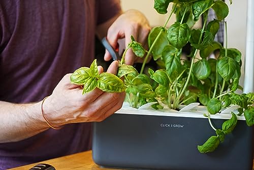 Emsa M52609 Click & Grow Substratkapsel Basilikum, Nachfüllpackung für Smart Garden, 3er-Set