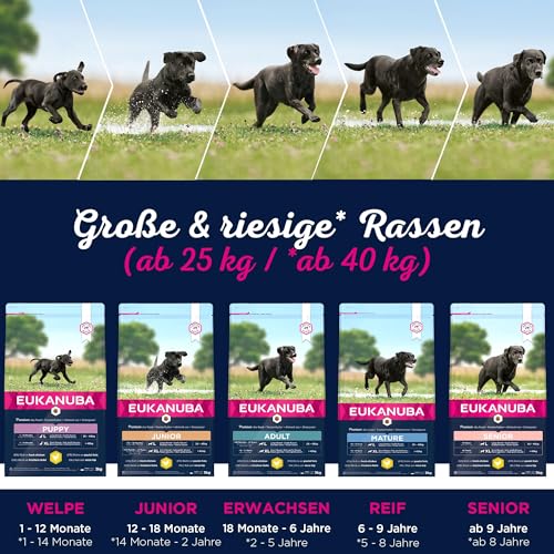 Eukanuba Hundefutter mit frischem Huhn für große Rassen, Premium Trockenfutter für Junior Hunde, 15 kg
