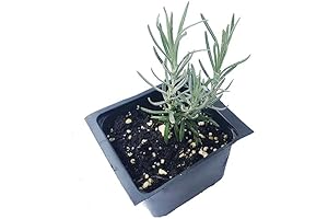 Curry Plant: Fragrant Flowering Herb Addition to Your Culinary Adventures