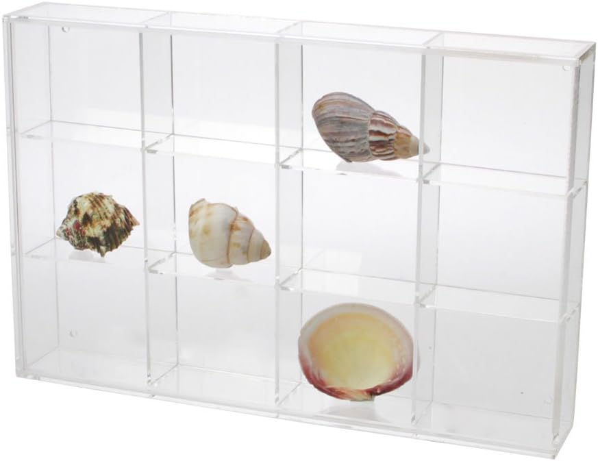 Soft Shell Display Case Amazon.com: Seashell Display Case - Medium 12 Compartments : Home & Kitchen