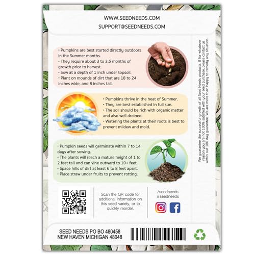 Lumina Pumpkin Seeds - 15 Heirloom White Fruits for Carving - Non-GMO (1 Pack)