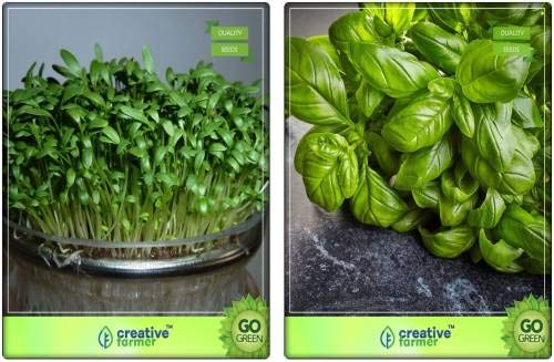 Semicombo de semillas de berro erbe comune, limone basilico erba