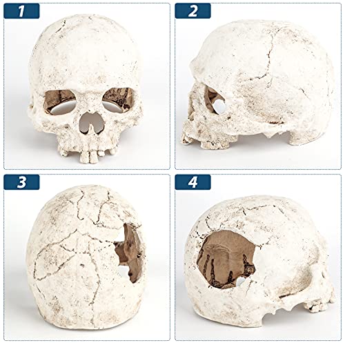 Image of Uniclife Aquarium Skull Reptile House Decor Resin Head Skeleton Ornament for Tank Landscape Decorative Hideout Cave Shelter for Small Fish Shrimp Snail Gecko Spider Lizard in 5-20 Gallon Fish Tank