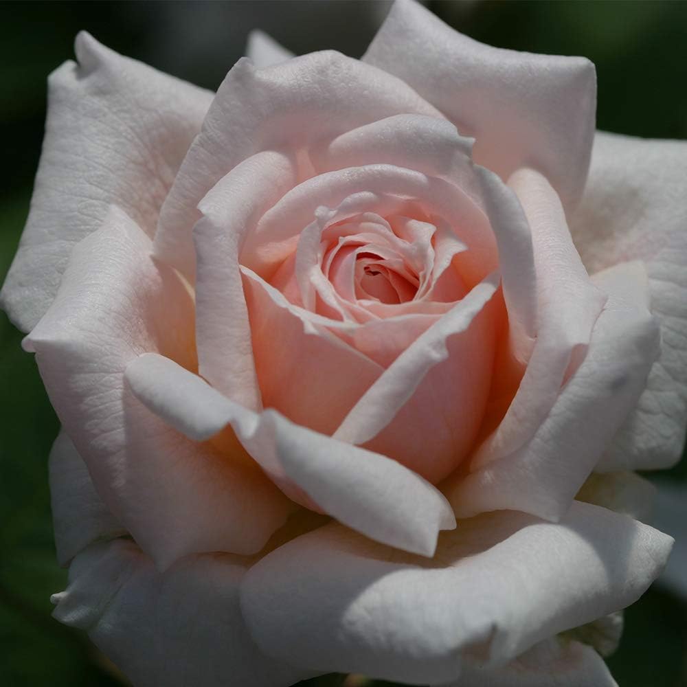 Heirloom Roses Rose Plant - Quietness Pink Rose Bush, Hardy Live Plant for Planting Outdoors